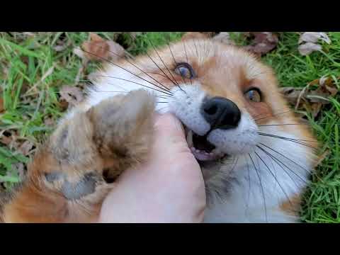 This Video Of A Fox Getting Tickled Will Instantly Make Your Day Better