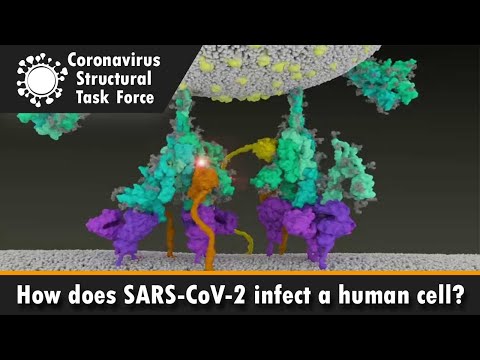 Here's An Eye-Popping Visualization Of How COVID-19 Enters A Human Cell