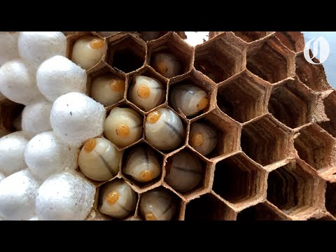 Workers Had To Destroy An Asian Giant Hornet Nest Recently, And The Process Looks Like Something Out Of A Sci-Fi Horror Film